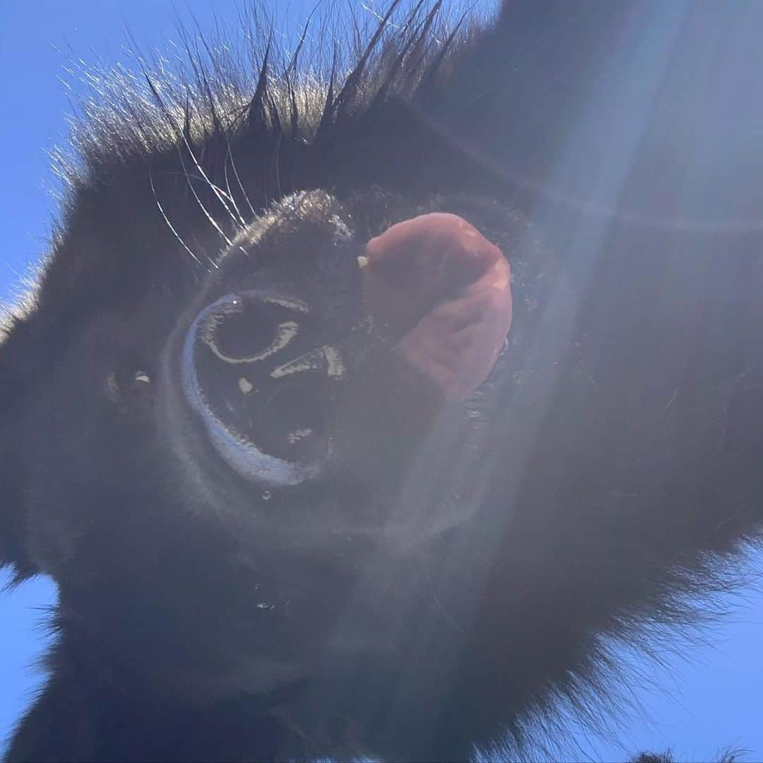 フランコ・ディ・サントさんのインスタグラム写真 - (フランコ・ディ・サントInstagram)「Cuando tu hijo te agarra el teléfono 😂❤️🙏🐺🥳... #black #negro #alf #ovejeroaleman #hijo #amor y le mandaba cualquier cosa el tipo 😂😂😂😂」6月24日 7時31分 - disanto