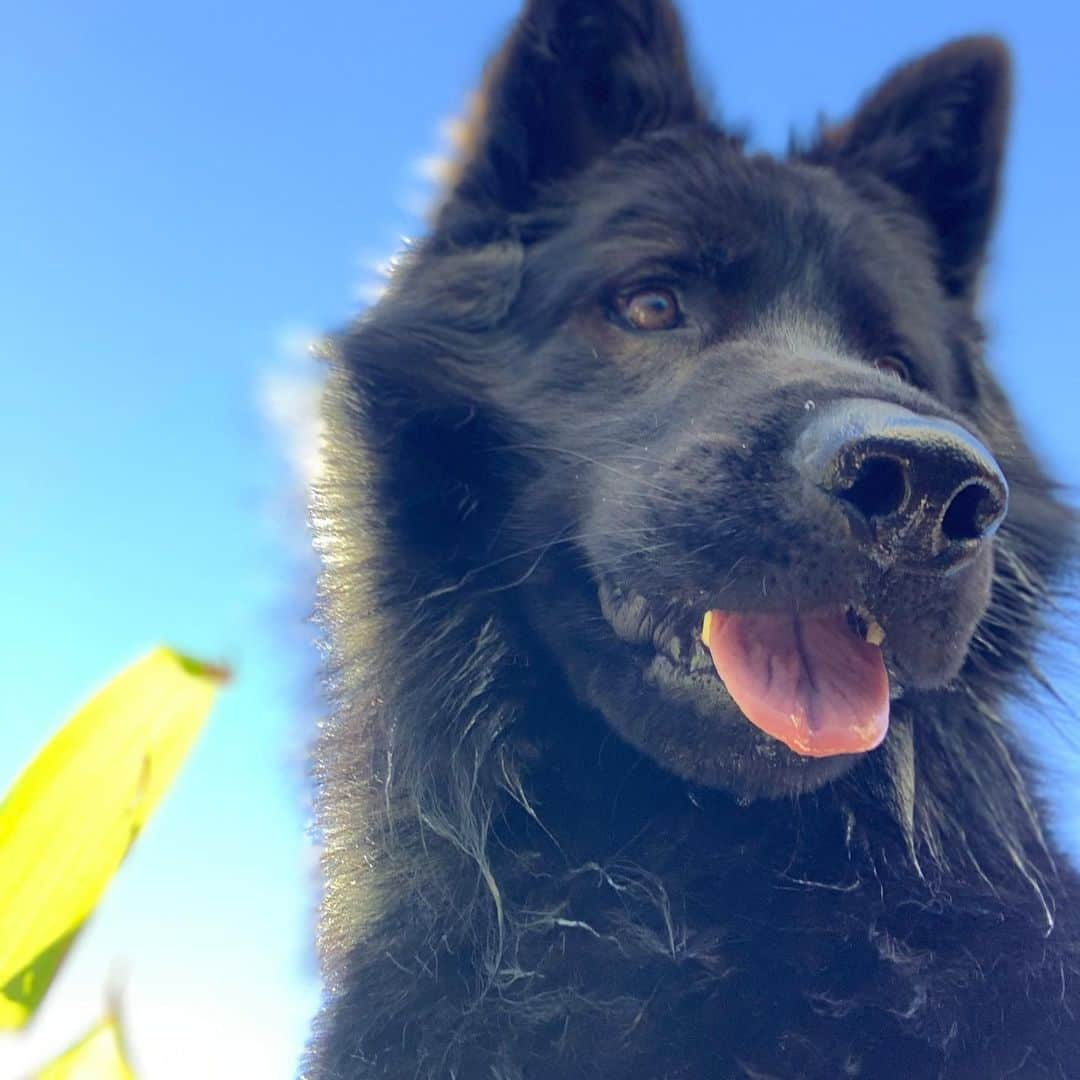 フランコ・ディ・サントさんのインスタグラム写真 - (フランコ・ディ・サントInstagram)「Cuando tu hijo te agarra el teléfono 😂❤️🙏🐺🥳... #black #negro #alf #ovejeroaleman #hijo #amor y le mandaba cualquier cosa el tipo 😂😂😂😂」6月24日 7時31分 - disanto