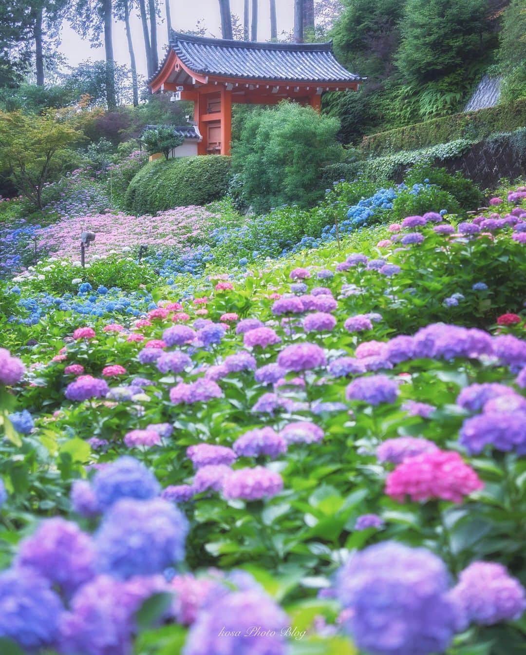 コサさんのインスタグラム写真 - (コサInstagram)「初めて三室戸寺の紫陽花を見てきました ちょうど見頃だったかも😁 帰りに車に乗ったら雨が振ってきてギリギリセーフでした . Location:京都 Kyoto / Japan🇯🇵 Date:2020.6.16 . #紫陽花 #三室戸寺 #京都 #YourShotPhotographer #Impressive_gallery #light_nikon #kf_gallery_vip #Rox_Captures #sorakataphoto #Japan_Daytime_View#art_of_japan_ #tokyocameraclub #dpj_member #IG_PHOS #photo_jpn #ptk_japan #pt_life_ #bestjapanpics #1x_japan #raw_community_member #LBJ_VIP #広がり同盟メンバー #nipponpic_member #special_spot_vip #japan_of_insta #bestphoto_japan #jgrv_member #colore_de_saison #photo_travelers #photo_shorttrip」6月24日 7時53分 - kosa_photo