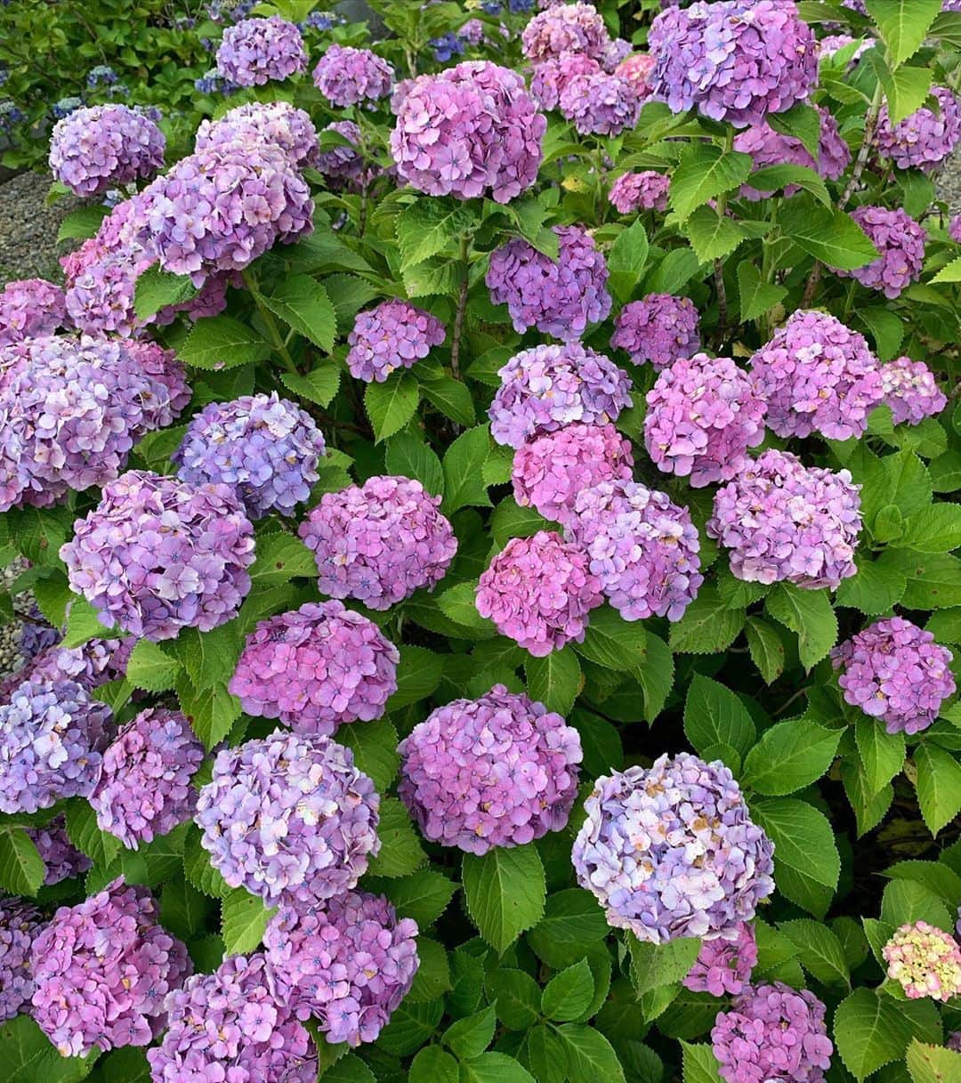 のインスタグラム：「紫陽花が綺麗に咲いていた🌸 梅雨も悪くないなぁ  #紫陽花　#花」