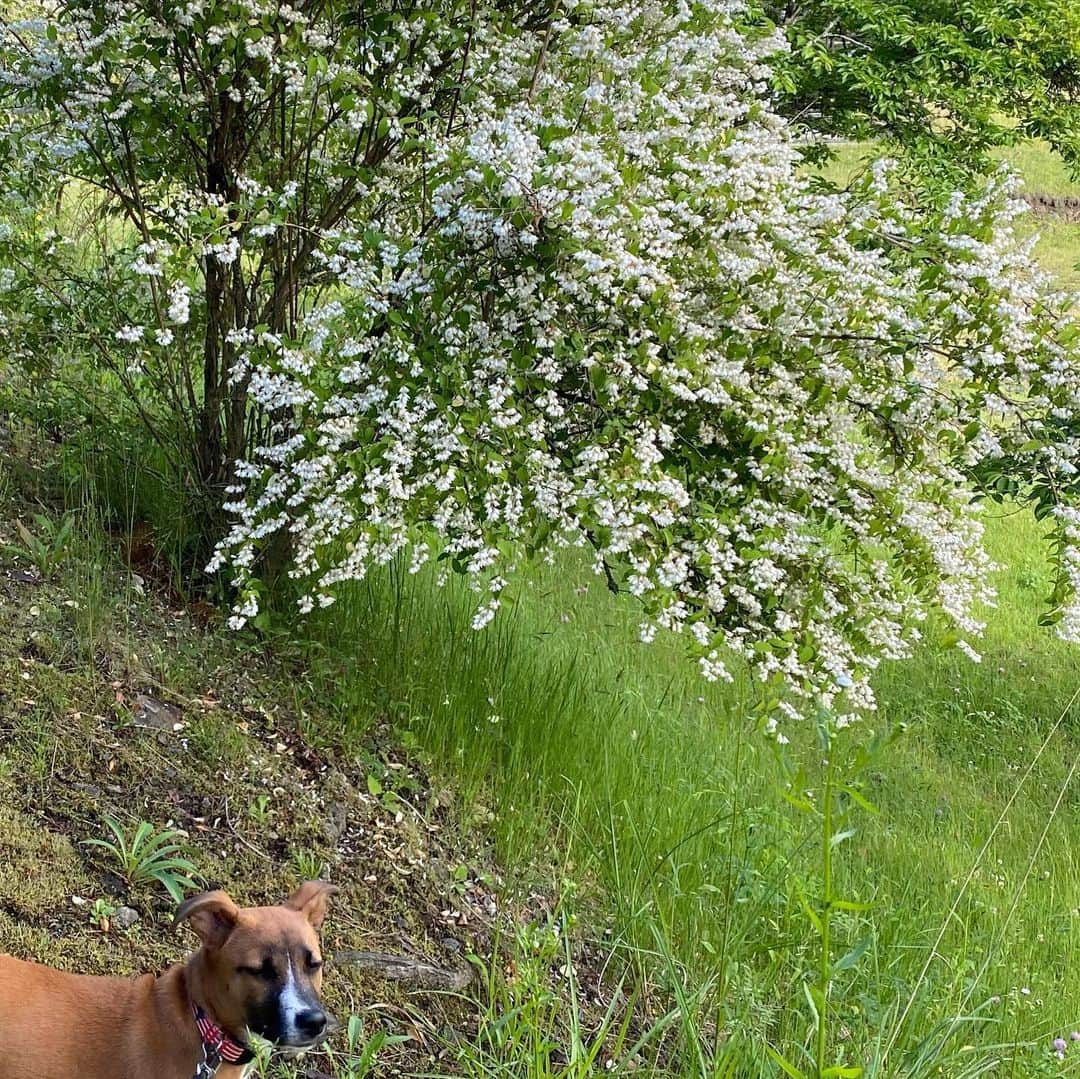 岡田美里さんのインスタグラム写真 - (岡田美里Instagram)「あたり一帯にウツギの花が咲いていて甘くほんのりと香ります。 お散歩もだいぶ上手になりました🐕#クック #ウツギ #犬の散歩 #walking #dogwalker #dogwalking #dogwalk」6月24日 8時00分 - millieokada