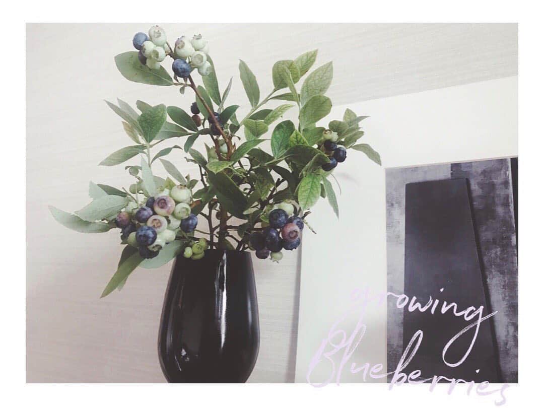 遠海まりこさんのインスタグラム写真 - (遠海まりこInstagram)「growing, changing,﻿ ———————————————————————﻿ ﻿ ﻿ ﻿ ﻿ ﻿ Blueberry color changes from green to blue.﻿ Growing!!!!!﻿ ﻿ ﻿ 生きてる証拠。﻿ ﻿ ﻿ 素敵。﻿ ﻿ ﻿ ﻿ ブルーベリーの色が、緑から青に変化。﻿ ﻿  今日も素敵な1日を。 ﻿ ﻿ ﻿ #blueberry #blueberries #change #colorchange #blue #green #lifewithgreen #flowers #flower #roomdesign #fruit #growing #changing #花のある暮らし #緑がある暮らし #花生活 #ブルーベリー ﻿ #成長 #色 #変化」6月24日 8時07分 - marikotohmi99