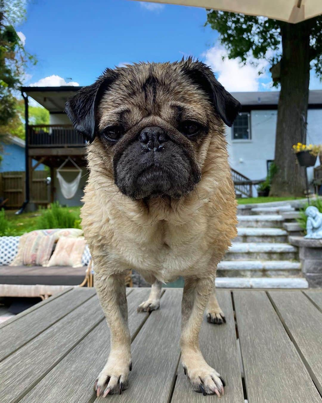 itsdougthepugさんのインスタグラム写真 - (itsdougthepugInstagram)「“‪When u get out of the pool and ur hungry‬” -Doug」6月24日 8時08分 - itsdougthepug