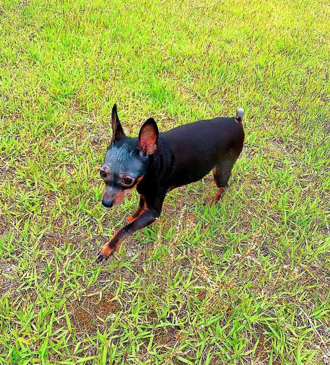 のインスタグラム：「I'm playing with my dear Aila 💋  #japan #日本 #芝生 #お散歩 #愛犬 #愛犬家 #miniaturepinscher  #ミニチュアピンシャー  #family #家族 #freestyle #自由満喫 #ダッシュ #dogstagram  #dogrun  #ドッグラン #たまには運動  #運動 #おトイレ中  #おトイレ中に撮ってごめんね」