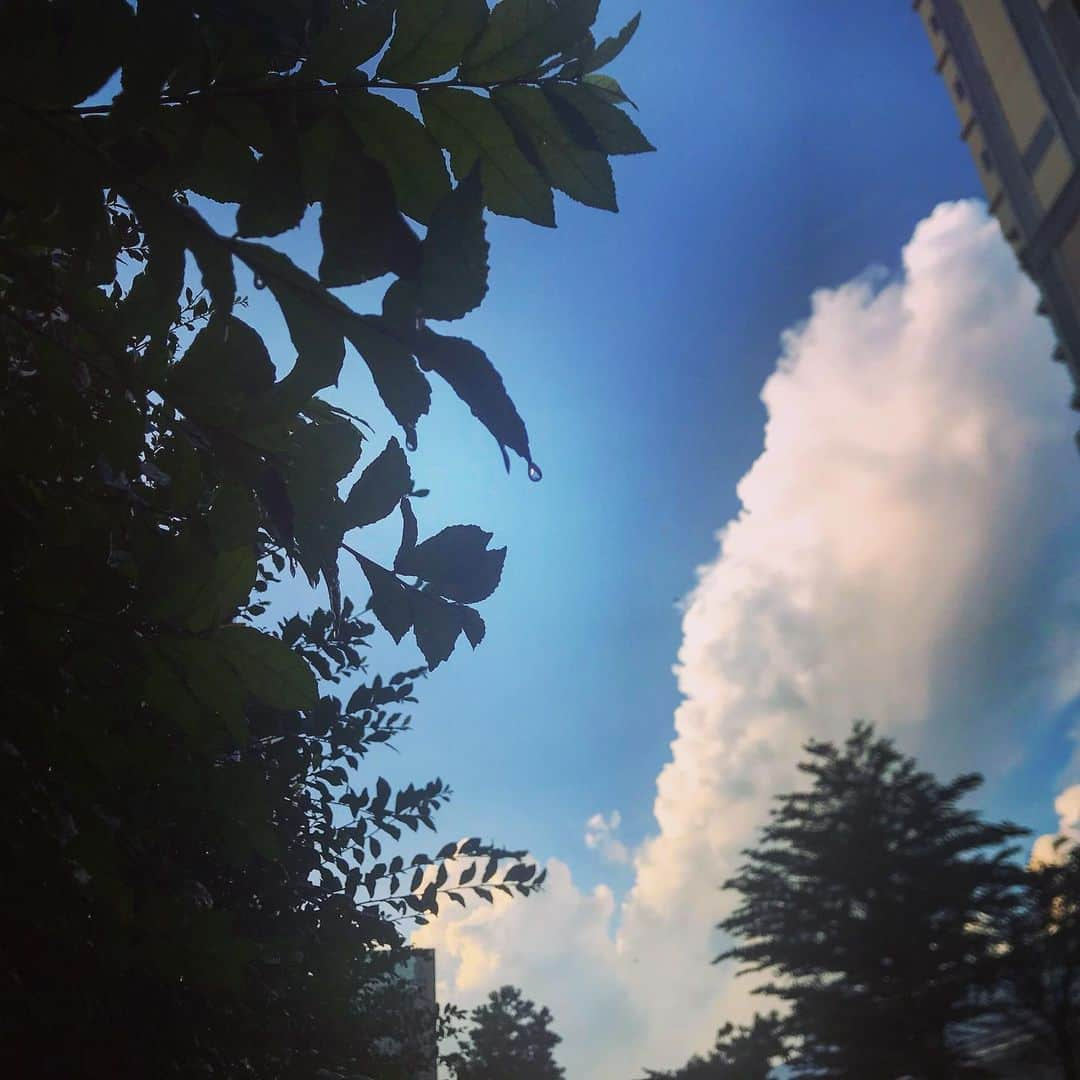 新井利佳さんのインスタグラム写真 - (新井利佳Instagram)「#rainyseason #Thailand #morning #afterrain #takeawalk #morningroutine #skylovers #skyblue #naturelovers #haveagoodday #raindrop  #雨季 #泰國 #早上 #早安 #天晴了 #美好的一天 #遛狗 #自然美 #日子 #知足 #夏天 #おはよう #雨上がり #良い一日を」6月24日 8時39分 - rika.arai