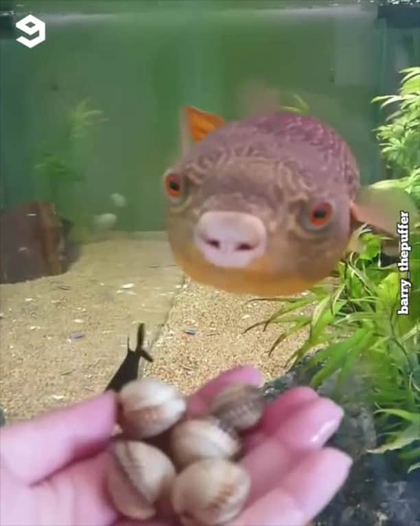 9GAGのインスタグラム