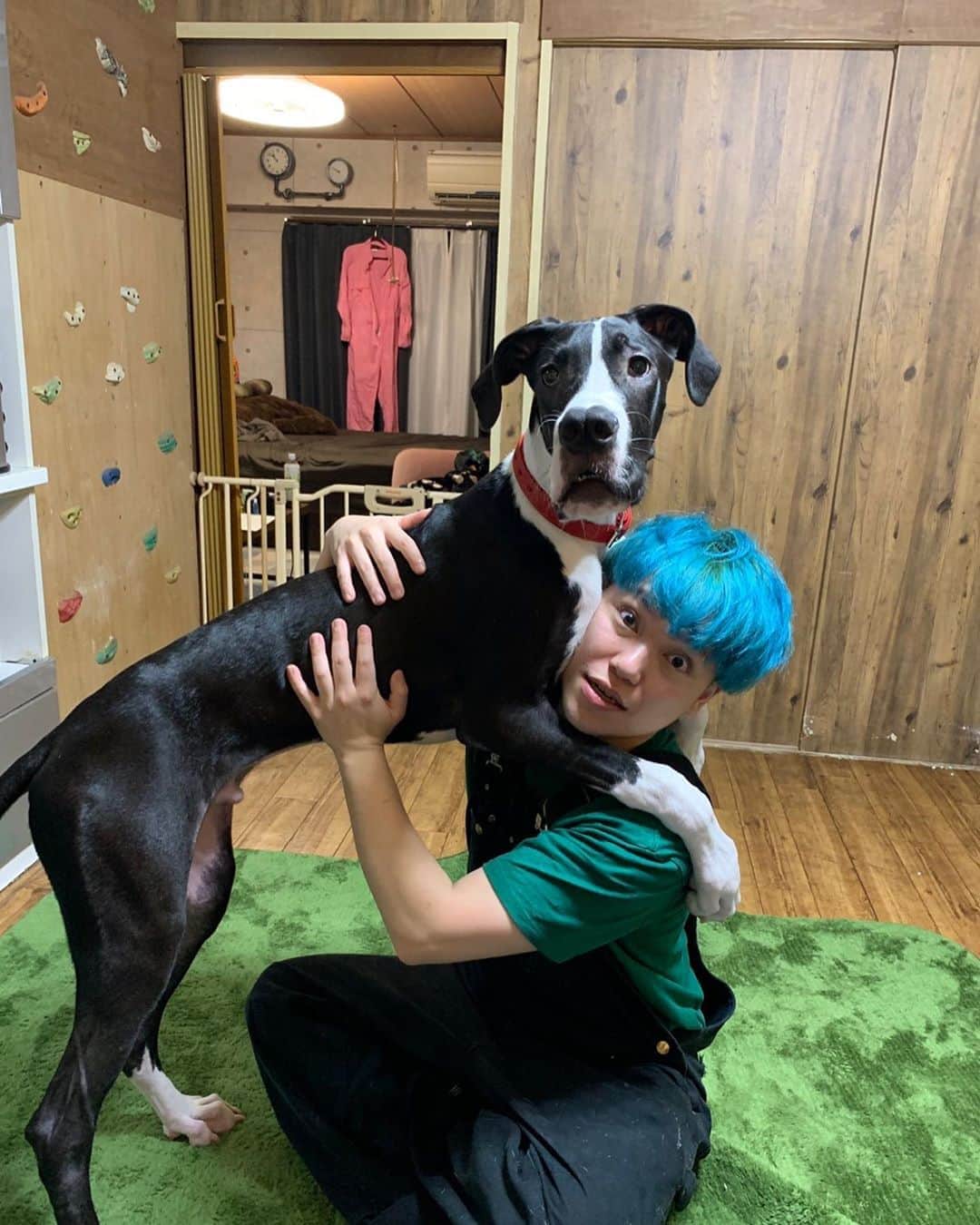 相馬トランジスタのインスタグラム：「グレートデンのカルア君と遊びました。顔死ぬほどしゃぶられた。かわいい💚」
