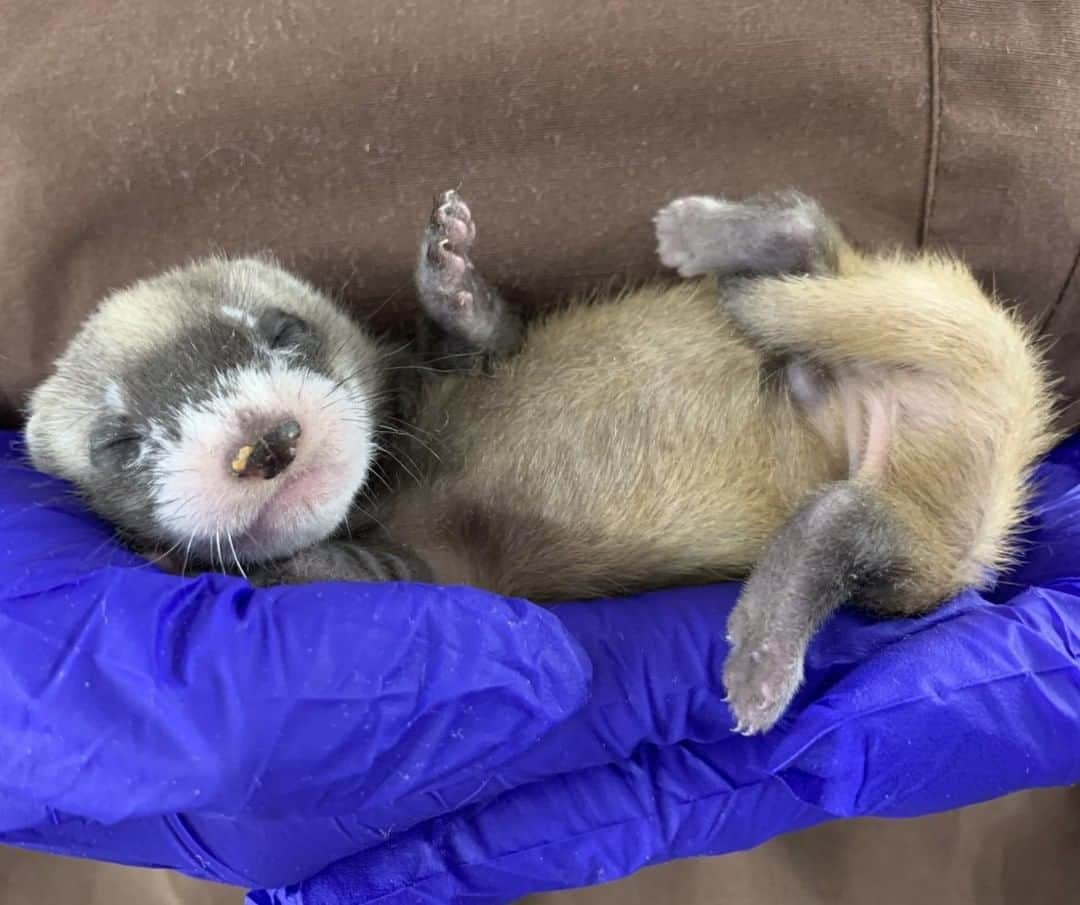 アメリカ内務省さんのインスタグラム写真 - (アメリカ内務省Instagram)「At just a month old, this black-footed #ferret kit doesn't fit the description of fierce, but don't be fooled. With a little time and nurturing from the National Black-footed Ferret Conservation Center in #Colorado, this sleepy cutie will be ready to be reintroduced to the wild. Around three months old they are adept at hunting prairie dogs and are about 90% full grown. Their adorable face masks are all unique to the individual, just like our fingerprints. Black-footed ferrets used to be found through much of western North America's Great Plains, extending from Canada to Mexico. With the help of the Center, U.S. Fish and Wildlife Service (@usfws), and many partners, these endangered animals are part of a very successful reintroduction program. You can see why they're affectionately nicknamed #BFFs. Photo by Kelsey, National Black-footed Ferret Conservation Center. #Usinterior #CuteAnimal」6月24日 0時34分 - usinterior