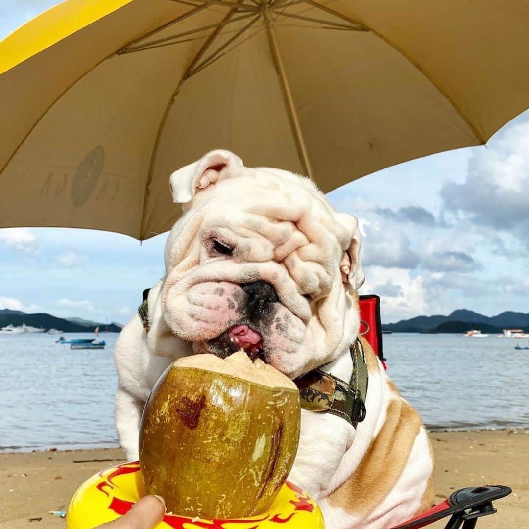 Bodhi & Butters & Bubbahのインスタグラム：「Mai-tai dreamin’ 🍹 . . . . . #maitai #vacation #dream #bulldog #summer #body #cute #baby #boy #dogsofinstagram #beach #life #california #love #bestoftheday 💕 @bulldog__diesel」