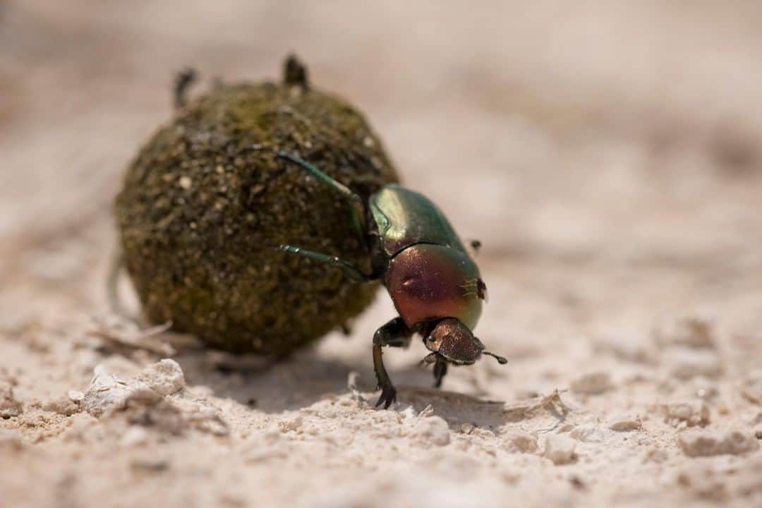 アニマルプラネットさんのインスタグラム写真 - (アニマルプラネットInstagram)「Once "roller" beetle makes dung into a ball, it rolls the ball away and buries it. The dung ball is either used for a female to lay her eggs in, or it can be saved as food for another time. He's on a roll! 😉See what we did there.. . . #bugsofinstagram #shieldbug #insect #beetles #wildlifeillustration #stickinsect #rhinocerosbeetle #bugs #bug #insects #photooftheday #dung #dungbeetle #beetles」6月24日 1時00分 - animalplanet