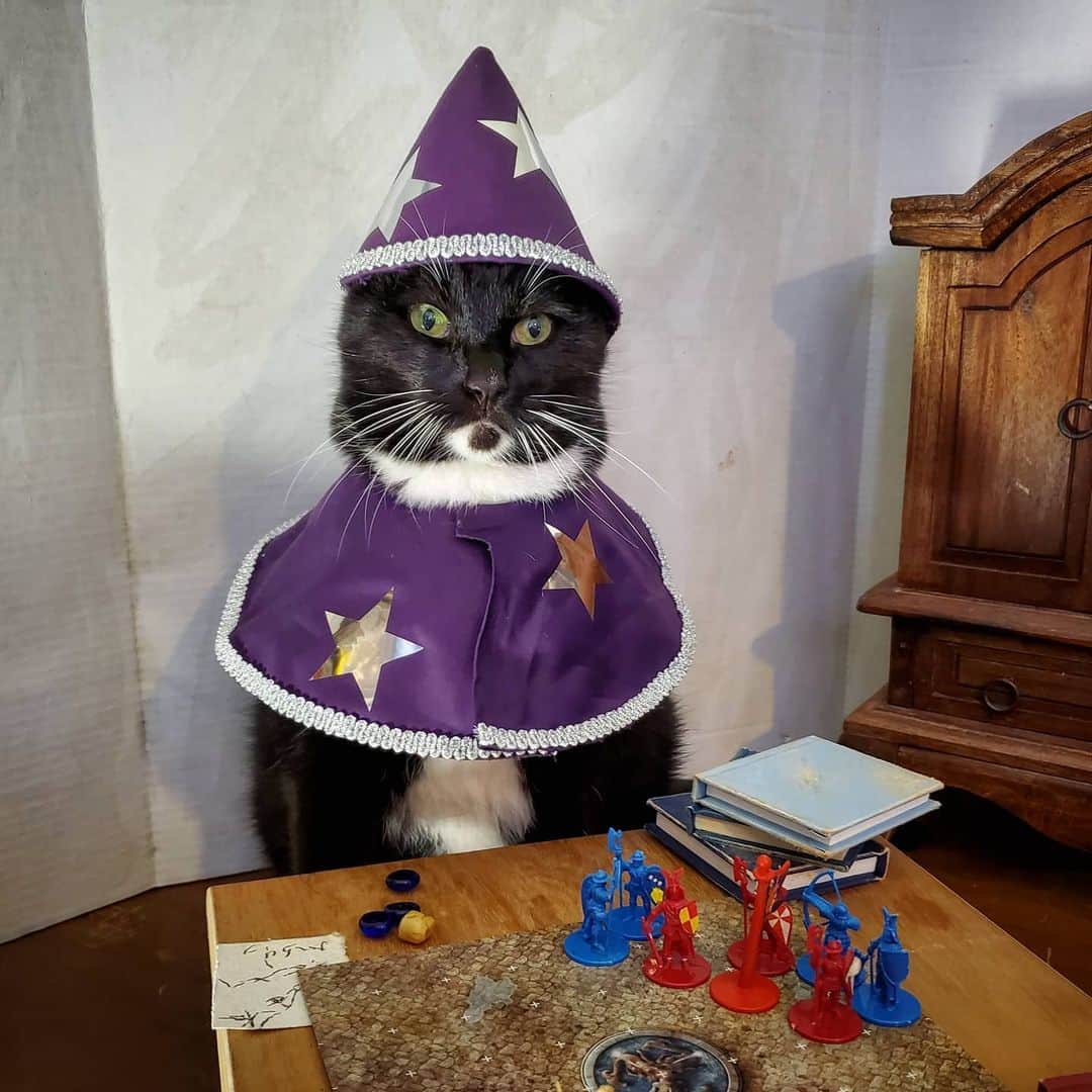 猫コスプレさんのインスタグラム写真 - (猫コスプレInstagram)「I should find a D&D group...」6月24日 1時31分 - cat_cosplay