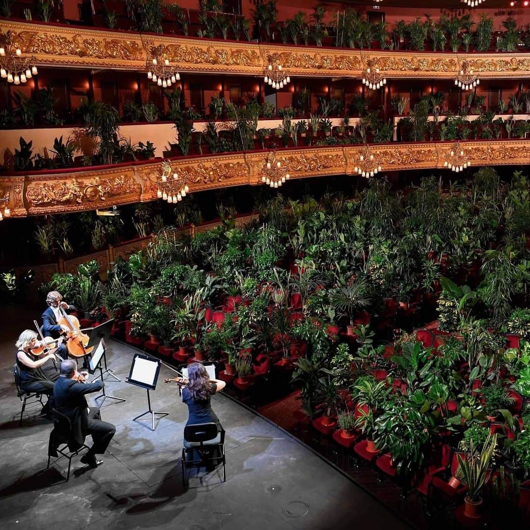 CNNさんのインスタグラム写真 - (CNNInstagram)「Barcelona’s famed opera house reopened Monday with a performance to 2,292 plants. Although humans were not present in the audience, spectators could livestream the event, including a string quartet performing Puccini’s “Crisantemi,” in the Gran Teatre del Liceu opera house. Each plant will now be donated to a healthcare worker at the Hospital Clinic of Barcelona. (📸: Emilio Morenatti/AP and Lluis Gene/AFP/Getty Images)」6月24日 2時00分 - cnn
