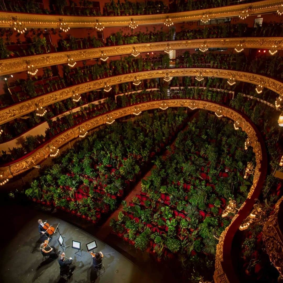 CNNさんのインスタグラム写真 - (CNNInstagram)「Barcelona’s famed opera house reopened Monday with a performance to 2,292 plants. Although humans were not present in the audience, spectators could livestream the event, including a string quartet performing Puccini’s “Crisantemi,” in the Gran Teatre del Liceu opera house. Each plant will now be donated to a healthcare worker at the Hospital Clinic of Barcelona. (📸: Emilio Morenatti/AP and Lluis Gene/AFP/Getty Images)」6月24日 2時00分 - cnn