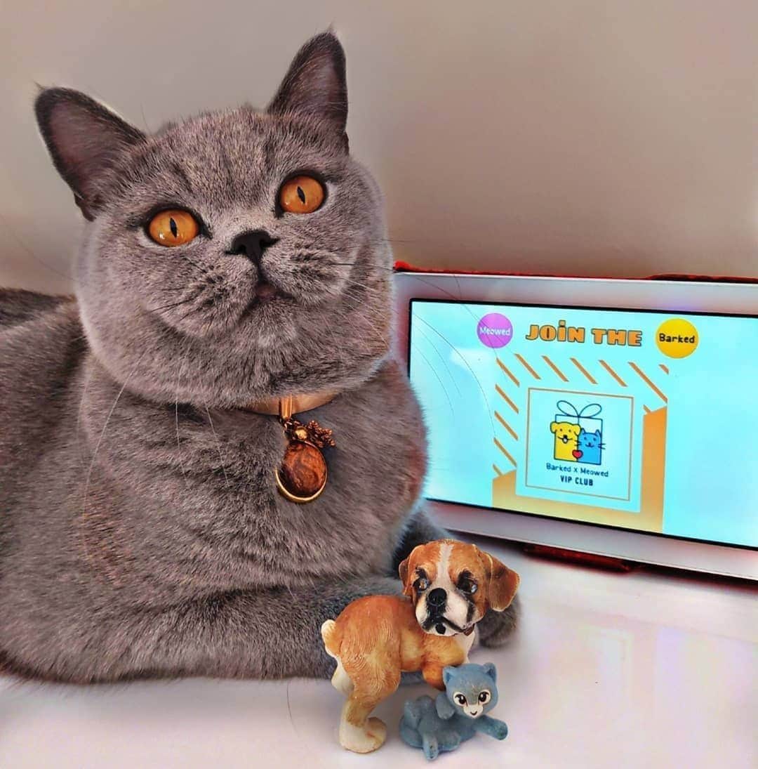Aww Clubさんのインスタグラム写真 - (Aww ClubInstagram)「Join the “Barked X Meowed VIP Club” for monthly rewards! 🐾 Refer your friends to join for a chance to win an extra $100 Amazon Gift Card!⠀⠀ ⠀⠀ 🎁 Tap the link in bio and join the “Barked X Meowed VIP Club” now!⠀⠀ ⠀⠀ 📷@britishbadem⠀ ⠀⠀ #meowed #barkedmeowedvip #britishbadem #BSH #Britishshorthair #Turkey #Rewards #Gift #members #VIP」6月24日 2時00分 - meowed