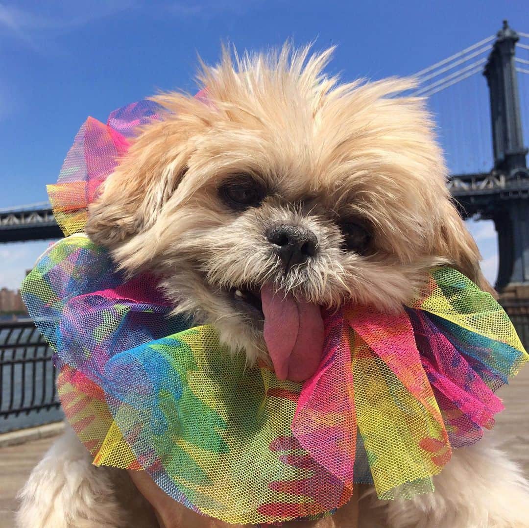 Marnie The Dogさんのインスタグラム写真 - (Marnie The DogInstagram)「❤️🧡💛💚💙💜」6月24日 2時23分 - marniethedog