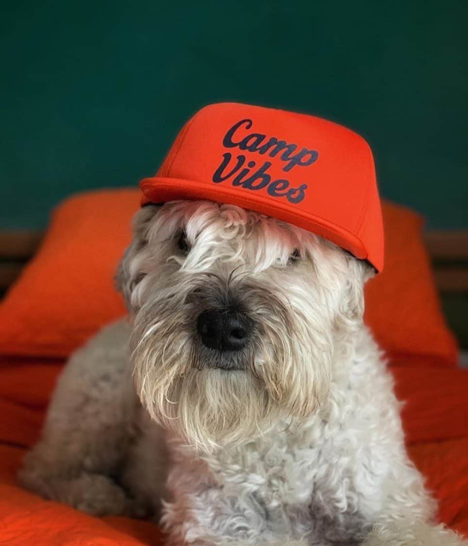 Poler Outdoor Stuffさんのインスタグラム写真 - (Poler Outdoor StuffInstagram)「We don’t make this hat anymore but it sure looks good on @lunawolfretreats pooch. Also a good time to mention our hats are specifically for dogs, and your dog probably needs a new hat. Just sayin🐶 #campvibes」6月24日 3時46分 - polerstuff
