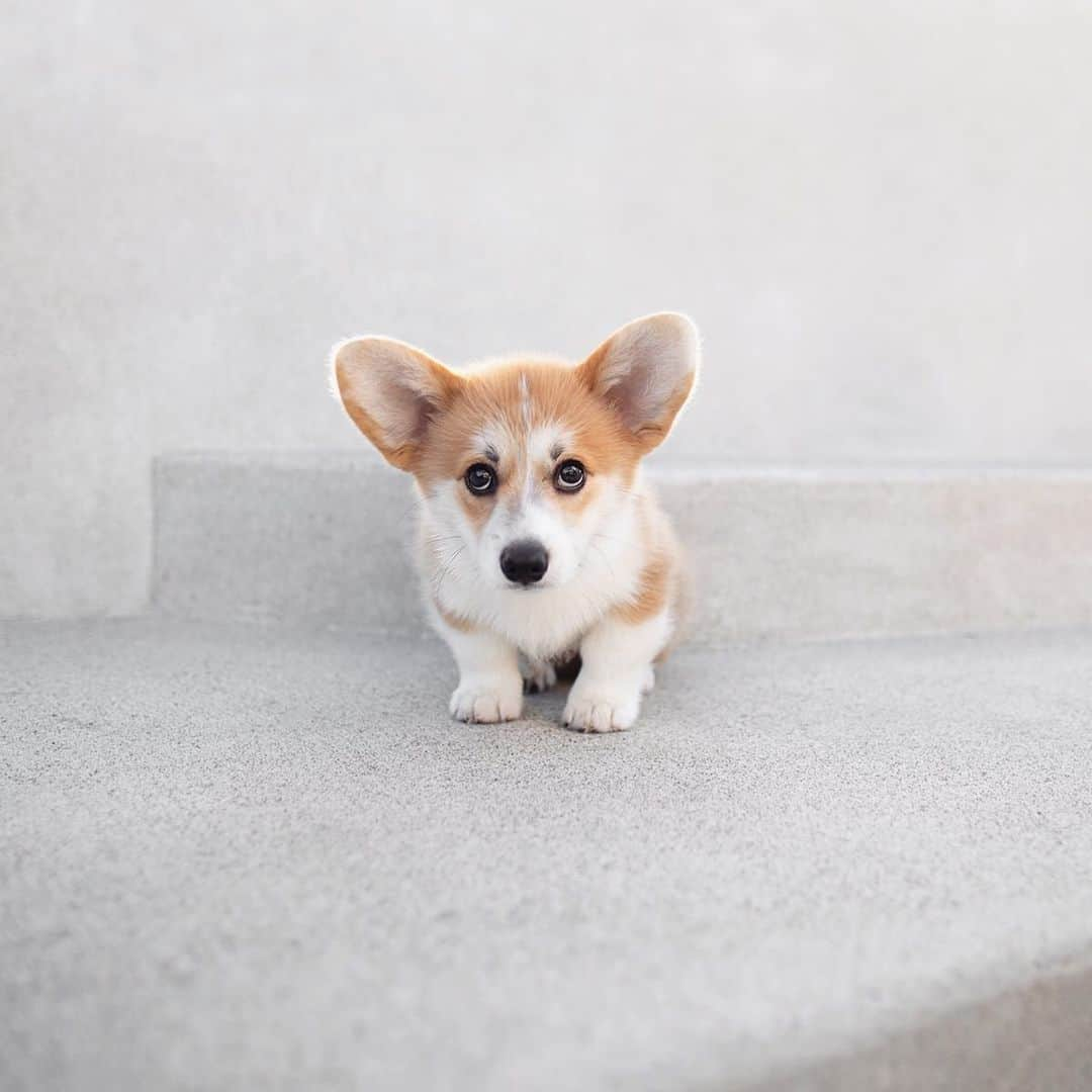 Geordi La Corgiさんのインスタグラム写真 - (Geordi La CorgiInstagram)「Can you resist those puppy eyes!? 🥺⁣ ⁣ Photo by @emwng 💛」6月24日 4時46分 - lacorgi