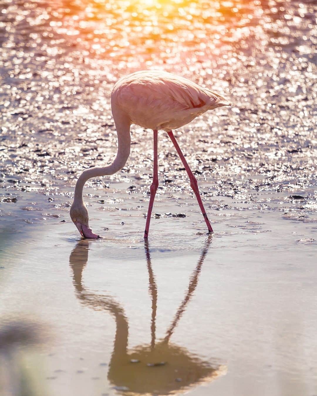 Discoveryさんのインスタグラム写真 - (DiscoveryInstagram)「Look closely and you'll see a Flamingo's beak works in reverse. Because of this, they can only eat with their heads upside down. . What other fun flamingo facts do you know? #PinkFlamingoDay🦩 . . #flamingo #naturelovers #birdsofinstagram #pinkaesthetic #wildlifephotography #birdlovers #upsidedownlife #potd #wildlife_perfection」6月24日 4時48分 - discovery