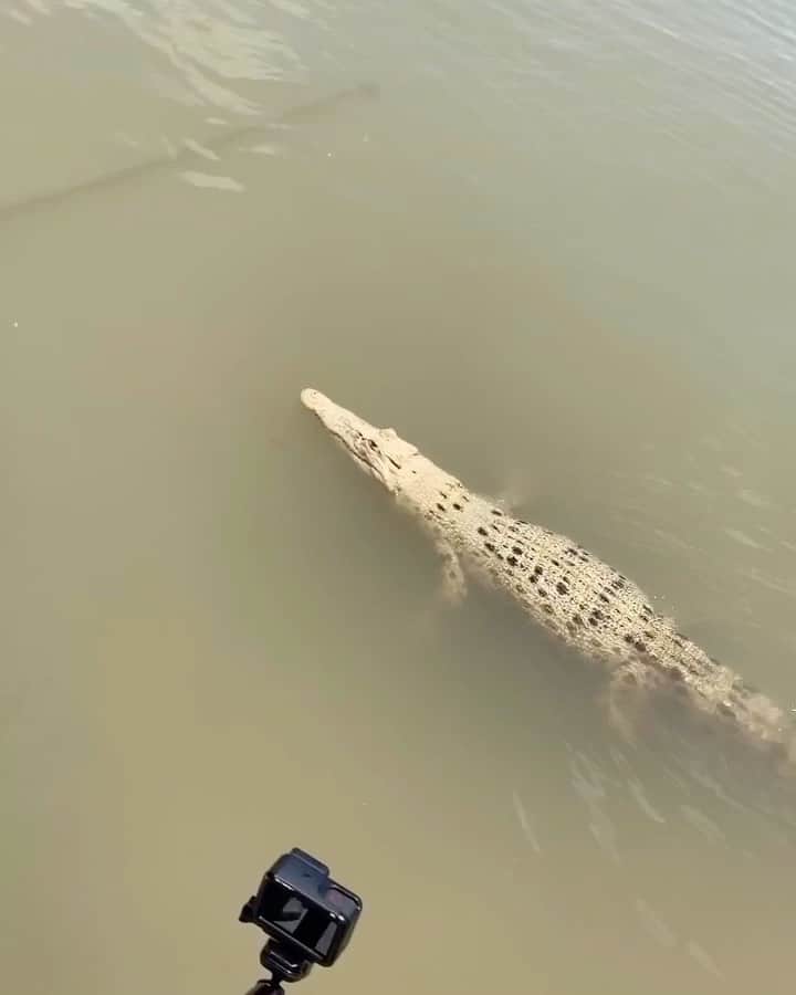WildLifeのインスタグラム：「Follow @discovercrocodiles for more videos of crocodiles 🐊 🔥 Video by @jalilnajafov」