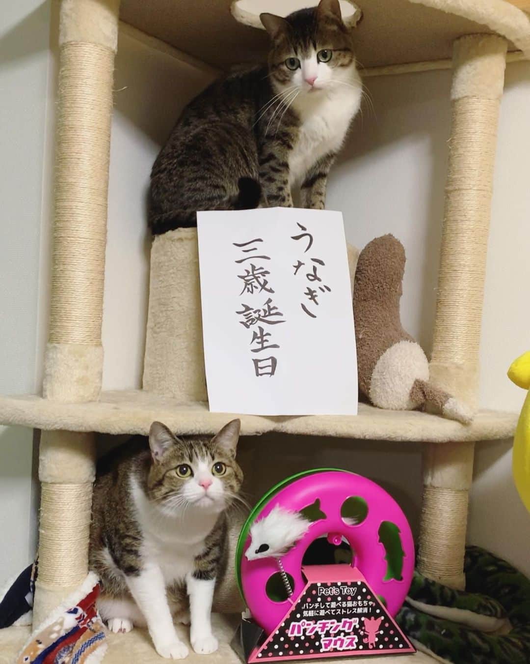 すずめくんさんのインスタグラム写真 - (すずめくんInstagram)「🎂 .  ふたりの大事なお誕生日。  あんまり可愛い写真ではないけど、記念なので再投稿させてください！ .  #すーちゃん3/3で5歳  #うーちゃん3/30で3歳  #birthday記録 .  I will re-post the erased photo.  Two people who had their birthday in March. (Translation function)」6月24日 5時38分 - suzume0513