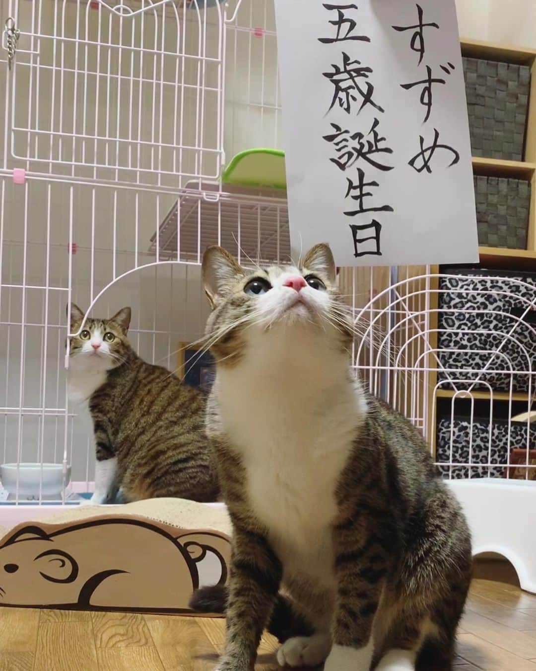 すずめくんのインスタグラム