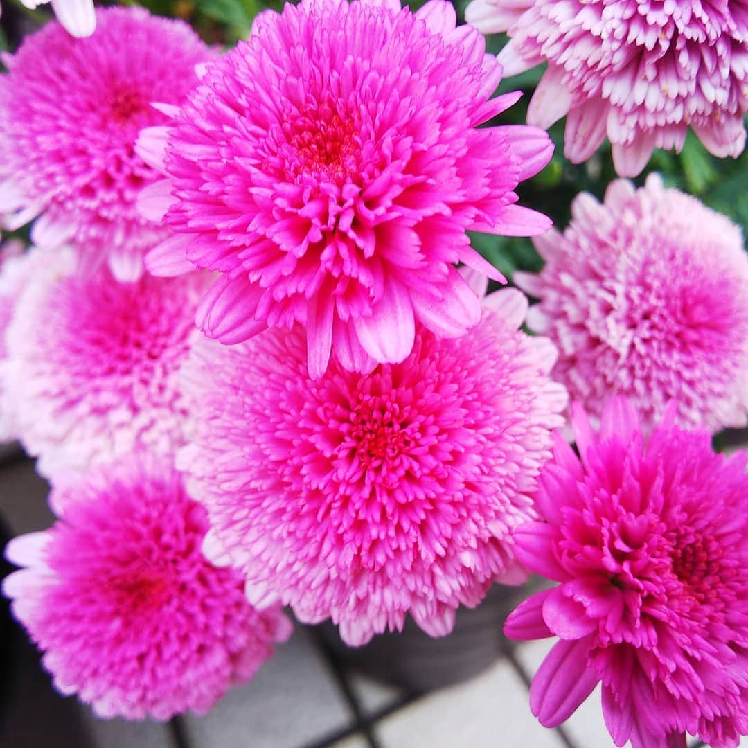 みながわゆみさんのインスタグラム写真 - (みながわゆみInstagram)「#おはようございます #今日も素敵な一日を #仕事頑張ろう #マーガレット #ピンク #かわいい #きれい #はなまっぷ #花まっぷ #花の写真 #花写真 #花撮り #花好きな人 #花好きな人と繋がりたい #写真好き #写真好きな人と繋がりたい」6月24日 5時58分 - nama.09.19