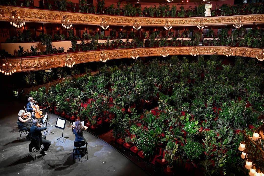 People Magazineさんのインスタグラム写真 - (People MagazineInstagram)「After closing down at the onset of the coronavirus pandemic, Barcelona's Gran Teatre del Liceu opera house finally reopened to a full house —  entirely made up of greenery! 🌿 The theater’s 2,292 seats were filled with plants, which all came from local nurseries and are being sent to healthcare workers in Barcelona following the performance. ❤️ |📷: LLUIS GENE/AFP via Getty」6月24日 6時29分 - people