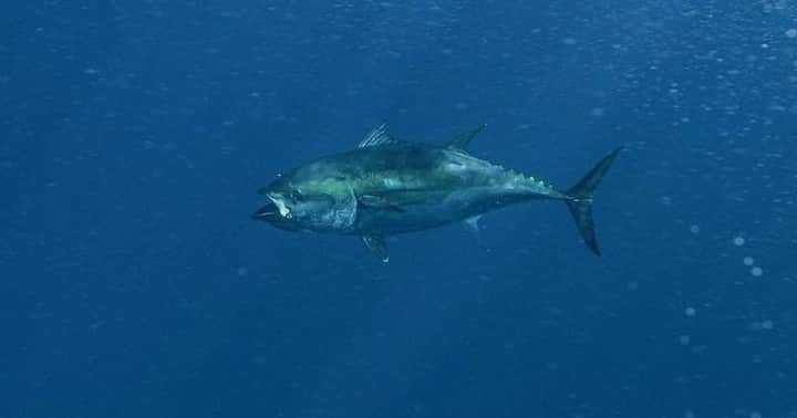 Costa Sunglassesのインスタグラム：「Tuna Alley tug-of-war...⁠ Travel back to Bimini for a 1960s Bluefin chase with the @joinigfa Vintage film series on our #BringTheWaterHome playlist at the link in our bio. #SeeWhatsOutThere #BornOnTheWater 📷: @local_knowledge」