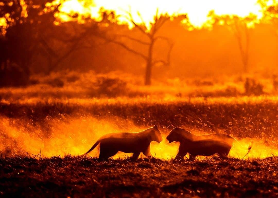 ナショナルジオグラフィックさんのインスタグラム写真 - (ナショナルジオグラフィックInstagram)「Photo by @beverlyjoubert | One of the most difficult tests for wildlife filmmakers is the need to stand back and allow wild things to be wild. For every carefree, heartwarming moment like this one, there are others of immense brutality that we must witness with endurance and acceptance. We often get asked why we can’t intervene as we face scenes of pain, injury, or abandonment. The truth is that the life of any wild species, and certainly young lions, can be harsh, and the odds of survival extremely slim. Interacting with nature in a healthy way, however, means letting natural events take their course. Where we humans can and must intervene is in controlling our own actions–so many of which pose grave threats to wildlife all across the globe. #bigcats #lioncubs #conservation」6月24日 6時34分 - natgeo