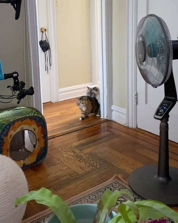 Tinaのインスタグラム：「Caught the tail end of this. 🤦🏻‍♀️😹( sound up)」