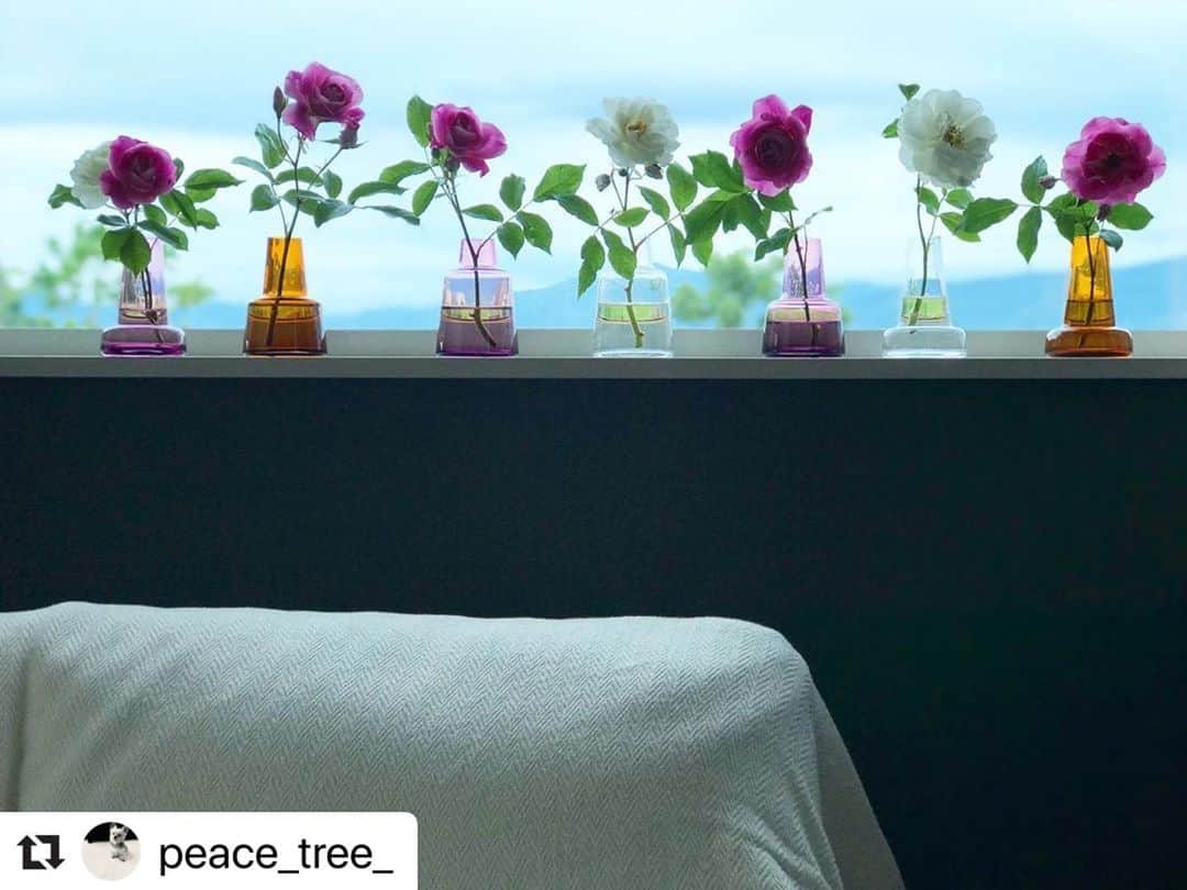 Scopeさんのインスタグラム写真 - (ScopeInstagram)「#scope_japan﻿ スコープの気まぐれリグラム﻿ 薔薇の窓辺からグッドモーニング。﻿ ﻿ 今朝は、今日一日が気持ちよく﻿ 過ごせそうなこの美しき一枚を﻿ 皆さまにもお届した～い！﻿ ﻿ どこのリゾートホテルのしつらえ﻿ かしら？と思ってしまうこちらは﻿ @peace_tree_ さん宅の窓辺の風景。﻿ お庭の薔薇を生けた花瓶が等間隔に7つ。﻿ フローラベースのフォルムと﻿ ガラスの色が少しずつ違っていて﻿ それがまた良いリズムで素敵です。﻿ ﻿ 私の家にはあいにく薔薇の庭園が﻿ ないのですが、代わりにボーボーに﻿ 生い茂ったグリーンをこんな風に﻿ フローラにスッスッと生けてみたら、﻿ それはそれで洒落てるんじゃないかなぁ﻿ なんて想像が膨らみます。 ﻿ スコープ酒井  #Repost @peace_tree_ ・・・ 窓辺の薔薇でおはこんにちは🌹✨ 今朝は雨が降る前に、庭に咲いてた薔薇をカットして、我が家にある使ってないフラワーベースを総動員しまして飾ってみました〜😊👏 リビングが薔薇の香りに包まれて、とっても良い香り✨  朝からとっても癒されてます🥰💕 この薔薇は秋頃までにまた花を咲かせてくれるので、それもまた楽しみです😁🙌 . . . でわでわ、本日もお天気不安定ですが体調気をつけて乗り切りましょ〜う😉👏 . . . . #scope_japan #holmegaard #holmegaardflora#flowervase #スコープ#ホルムガード #ホルムガードフローラ #フローラベース #フラワーベース #花のある暮らし #花を飾る #花のある生活 #花好き #薔薇#薔薇のある暮らし #花が好き #癒し#癒しの空間 #日々の暮らし #日々の暮らしを楽しむ #暮らしを楽しむ #暮らしの記録 #スコープ生活」6月24日 7時00分 - scope_japan