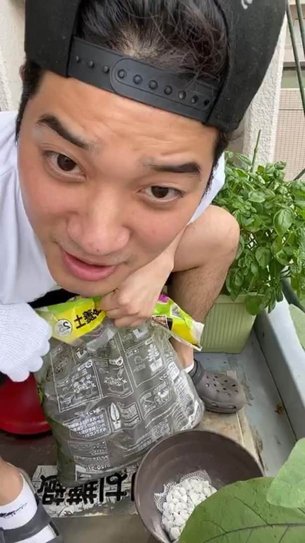 のインスタグラム：「大葉と唐辛子（えみチリ）を植えました！ベランダンシのまったり配信！」