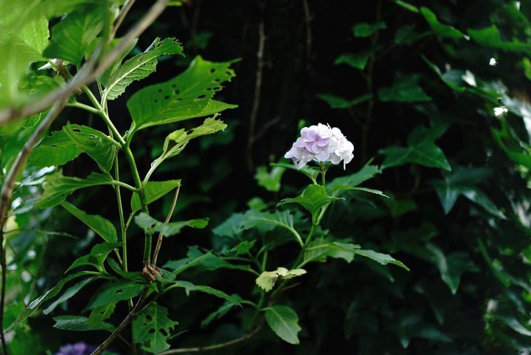 いぶくろ聖志さんのインスタグラム写真 - (いぶくろ聖志Instagram)「こっそり咲いてた紫陽花。  #camera  #japan #a7iii」6月24日 16時34分 - b.smpl