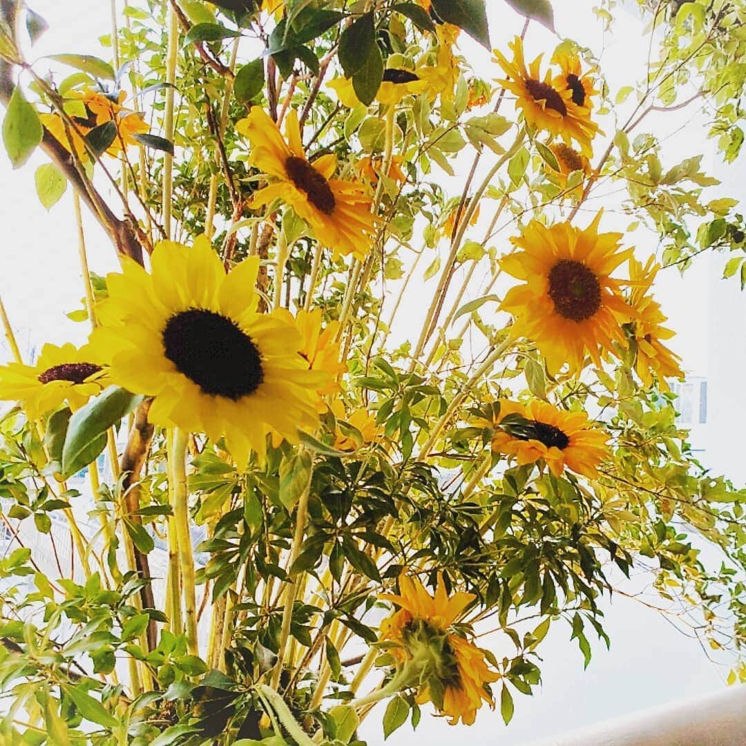 池田夏希のインスタグラム