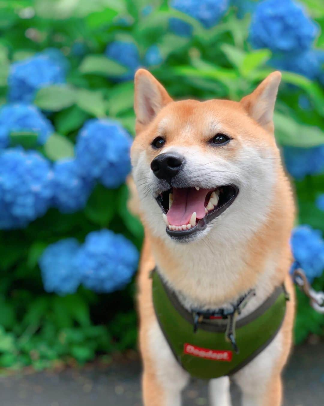 大山加奈さんのインスタグラム写真 - (大山加奈Instagram)「. . とっても綺麗な紫陽花とだいずくん。 . .  季節的に雨も暑さも とても心配していましたが… . 雨も降らず気温もちょうどよく お天気に恵まれました‼︎‼︎ おかげでたくさんお外で遊べました‼︎ よかったーーーー‼︎‼︎ . . もう雨女返上だな😎 . . #だいず #だいず🐕💓 #豆柴 #豆柴部  #柴犬 #しばいぬ  #犬のいる暮らし#🐶 #🐕#いぬすたぐらむ #ワンスタグラム #しばすたぐらむ #mameshiba#shibainu#shibastagram #柴犬好きさんと繋がりたい #柴犬のいる暮らし #柴犬ライフ#ドギーズアイランド　 #わんこと旅行　#わんことおでかけ  #犬とお出かけ #わんこのいる幸せ」6月24日 16時44分 - kanaoyama0619