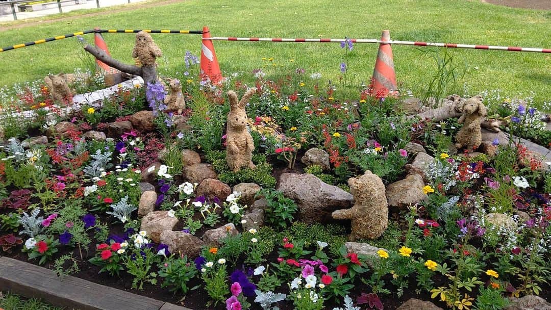 北海道放送「今日ドキッ!」さんのインスタグラム写真 - (北海道放送「今日ドキッ!」Instagram)「天気担当Sです。  きょうはむし暑く感じる札幌でしたが、皆さんはいかがでしたか？  きょうのお花散策🌼 大通公園の花壇は 花の入れ替え作業が 続いています。  そのなかに メルヘンな花壇が…😊 これは子どもたちが 喜びそーダナー  #そらリサーチ 写真募集中 #今日ドキッライフ で検索」6月24日 16時58分 - hbc_kyodoki
