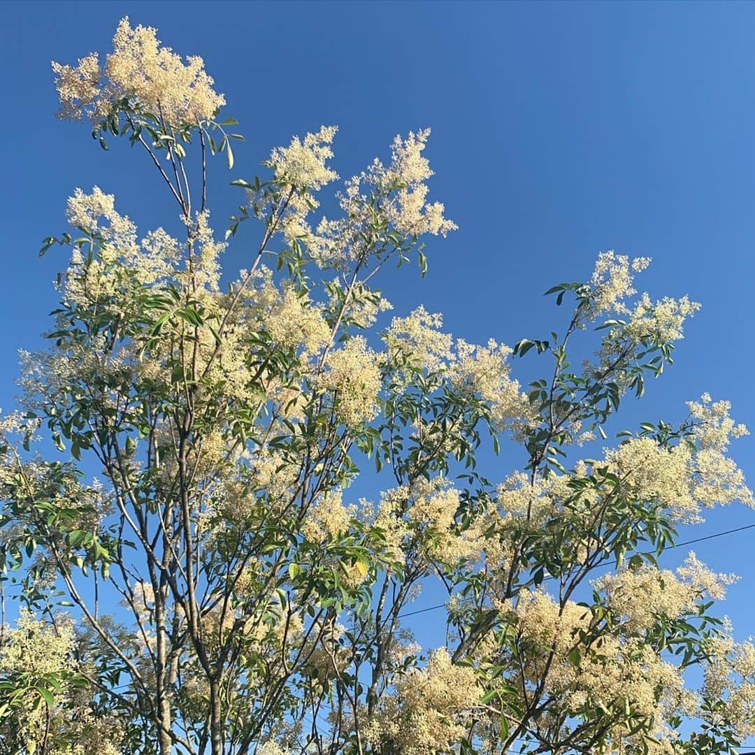 のインスタグラム：「🕊 #flowers #flower #flowerstagram #sky #skylovers #skyphotography #lfl #lll #flf #fff #portrait #portraitphotography #rily_tokyo #mery #isutapic #sucle #summer #home #hometime #iphonography #iphonecamera」
