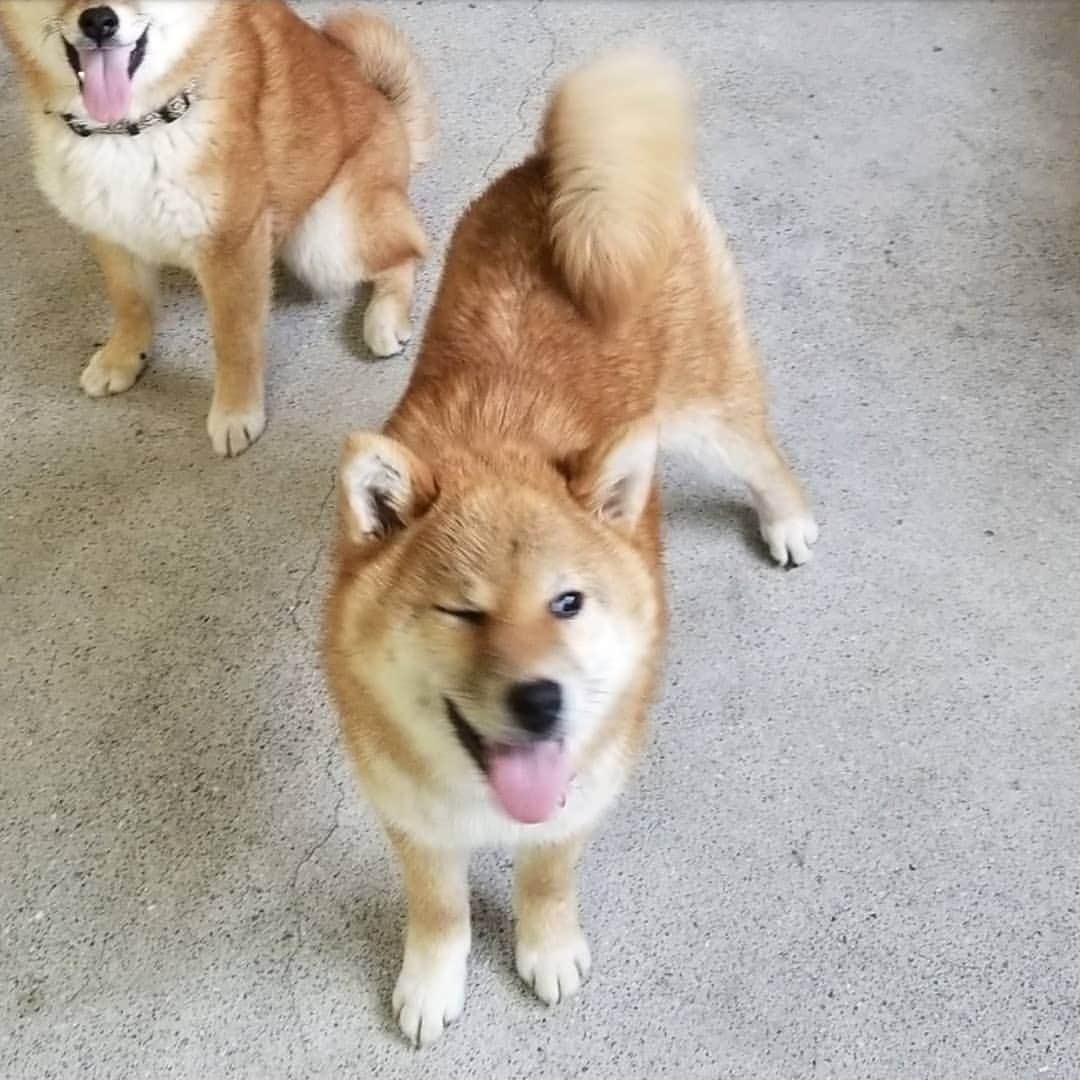 柴犬たま Shibainu Tamaのインスタグラム