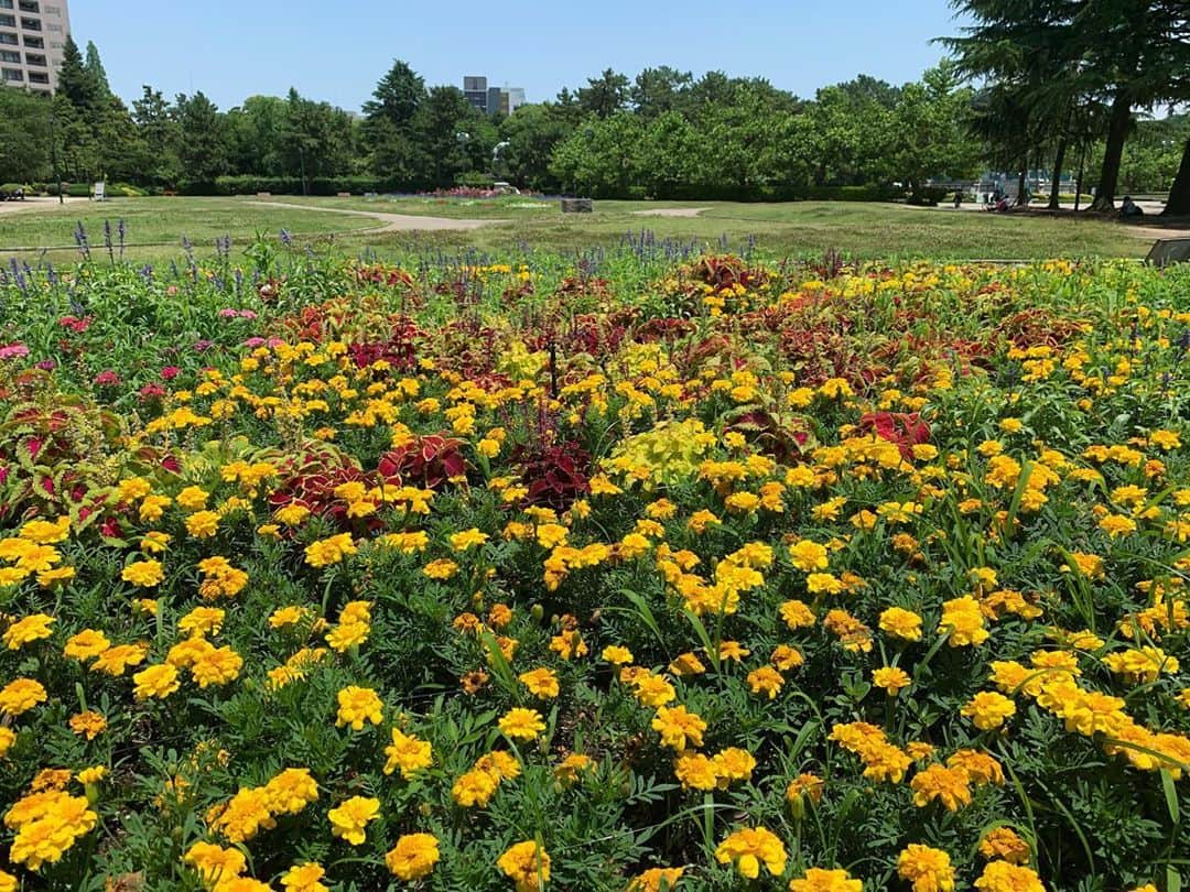 伊豆蔵将太さんのインスタグラム写真 - (伊豆蔵将太Instagram)「. 鶴舞公園を散歩中に撮りました！🌷 綺麗に手入れしてくださり、ありがとうございます。 . ただ、上手に撮るには技術が必要ですね。。🌹 . #花 #鶴舞公園 #散歩  #メーテレ #アナウンサー  #伊豆蔵将太」6月24日 17時42分 - shota_izukura_nbn