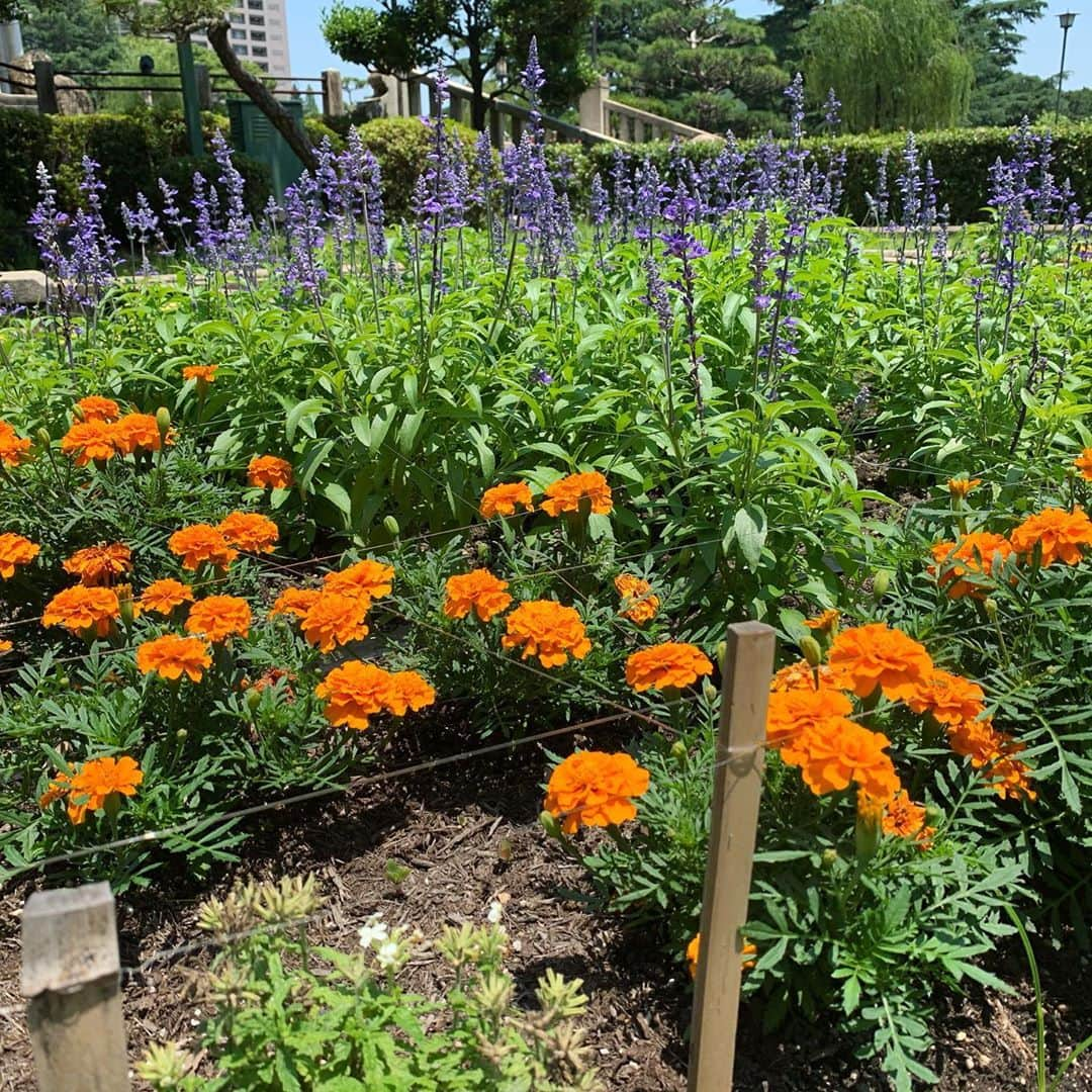 伊豆蔵将太さんのインスタグラム写真 - (伊豆蔵将太Instagram)「. 鶴舞公園を散歩中に撮りました！🌷 綺麗に手入れしてくださり、ありがとうございます。 . ただ、上手に撮るには技術が必要ですね。。🌹 . #花 #鶴舞公園 #散歩  #メーテレ #アナウンサー  #伊豆蔵将太」6月24日 17時42分 - shota_izukura_nbn