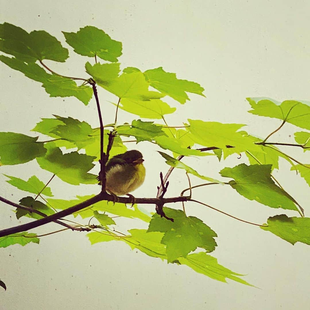 椎名桔平さんのインスタグラム写真 - (椎名桔平Instagram)「#bird#小鳥　 我が家の楓の木に。 巣作りしてる様子あり^_^」6月24日 17時36分 - kippeishiina