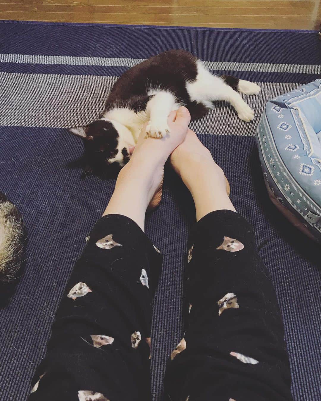 もじゃころさんのインスタグラム写真 - (もじゃころInstagram)「ペッペ誤作動？それとも戦闘モード？かわいすぎる…🥺🥺🥺🥺🥺痛いの我慢するから一生やっててほしい…🥺🥺🥺🥺🥺 #チョッチュ具志コロペッペ」6月24日 17時43分 - mojyacoro96