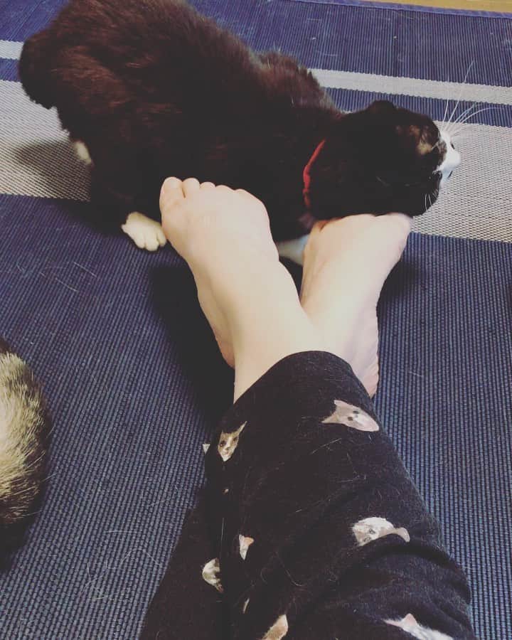 もじゃころのインスタグラム：「ペッペ誤作動？それとも戦闘モード？かわいすぎる…🥺🥺🥺🥺🥺痛いの我慢するから一生やっててほしい…🥺🥺🥺🥺🥺 #チョッチュ具志コロペッペ」