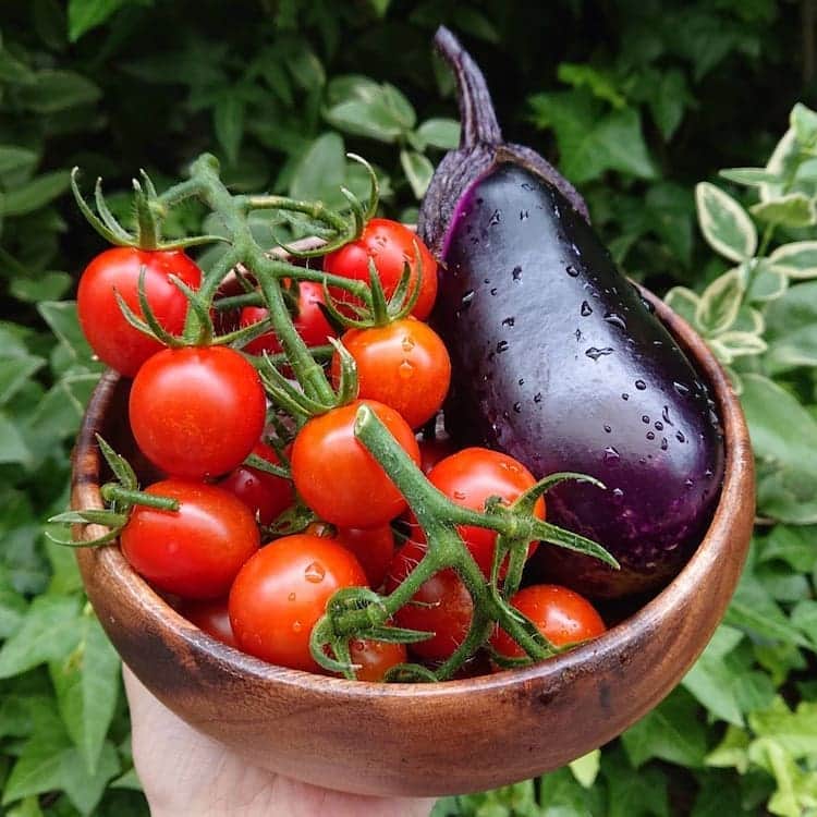 南里沙さんのインスタグラム写真 - (南里沙Instagram)「🍅ミナミ菜園🍅 ・プチトマト 19 (合計32) ・なすび 1 (合計2) 👏  #収穫」6月24日 9時36分 - minami_risa