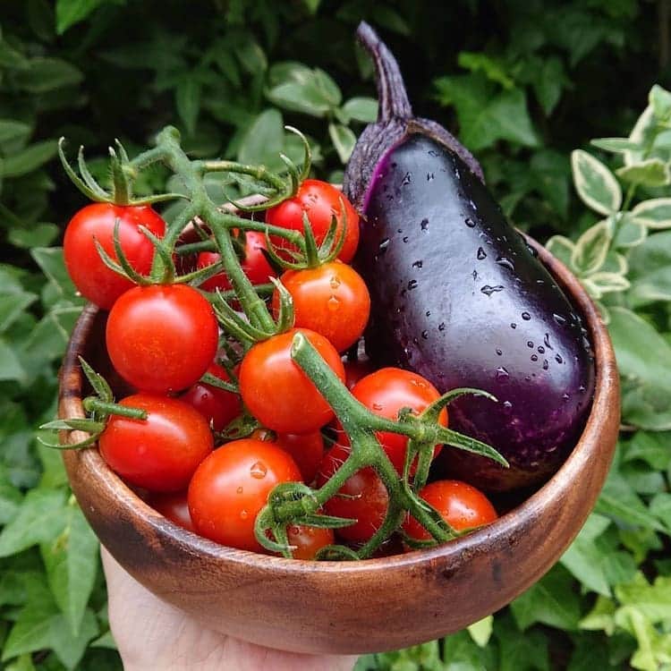 のインスタグラム：「🍅ミナミ菜園🍅 ・プチトマト 19 (合計32) ・なすび 1 (合計2) 👏  #収穫」
