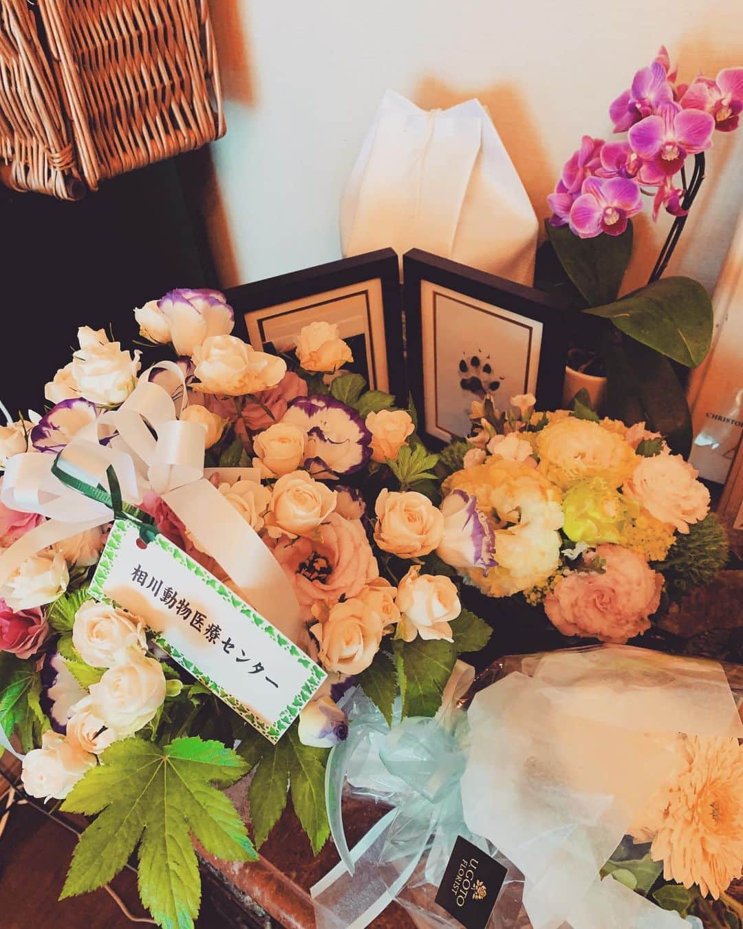 藤沢文翁さんのインスタグラム写真 - (藤沢文翁Instagram)「沢山ギルにお花を頂きました。ありがとうございます！」6月24日 9時37分 - fujisawabun_o
