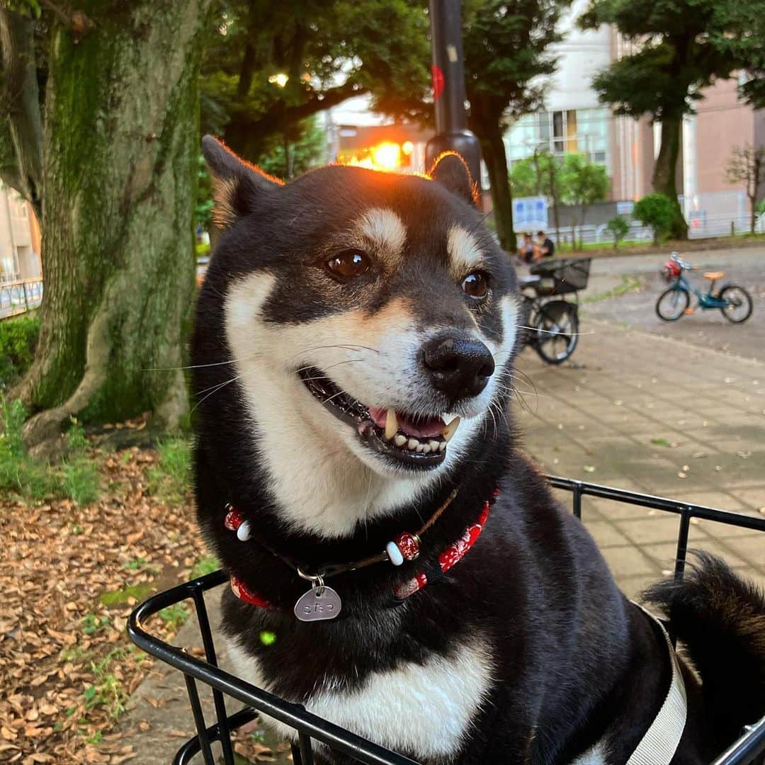 vo_coのインスタグラム：「🌇 昨日の日没 こたつの頭越しに、これ以上ないくらいちょうどいい隙間からドンピシャで夕陽が綺麗に見えてたんだけど、iPhoneで撮ってもその臨場感が全く表現されず悔しい😂 ちなみに調べてみたら、今のiPhone SEのカメラ、35mm換算で28mmなんだそうで…そりゃ広角だわな * #shibastagram #instashiba #shiba #shibainu #黒柴 #柴犬」