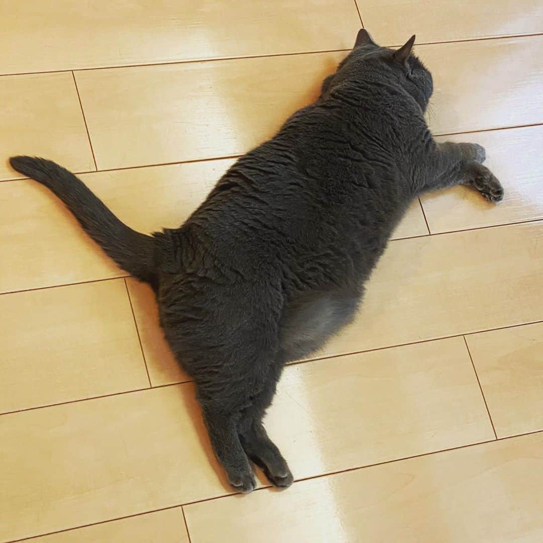 国生さゆりさんのインスタグラム写真 - (国生さゆりInstagram)「おはようございます😃先生の幼児体型がたまらなく可愛い💕今日は暑さもなく、床にゴロリとされておやすみです✨👍💕💕#猫のいる暮らし #猫のいる幸せ #国生さゆり」6月24日 10時17分 - sayurikokusho