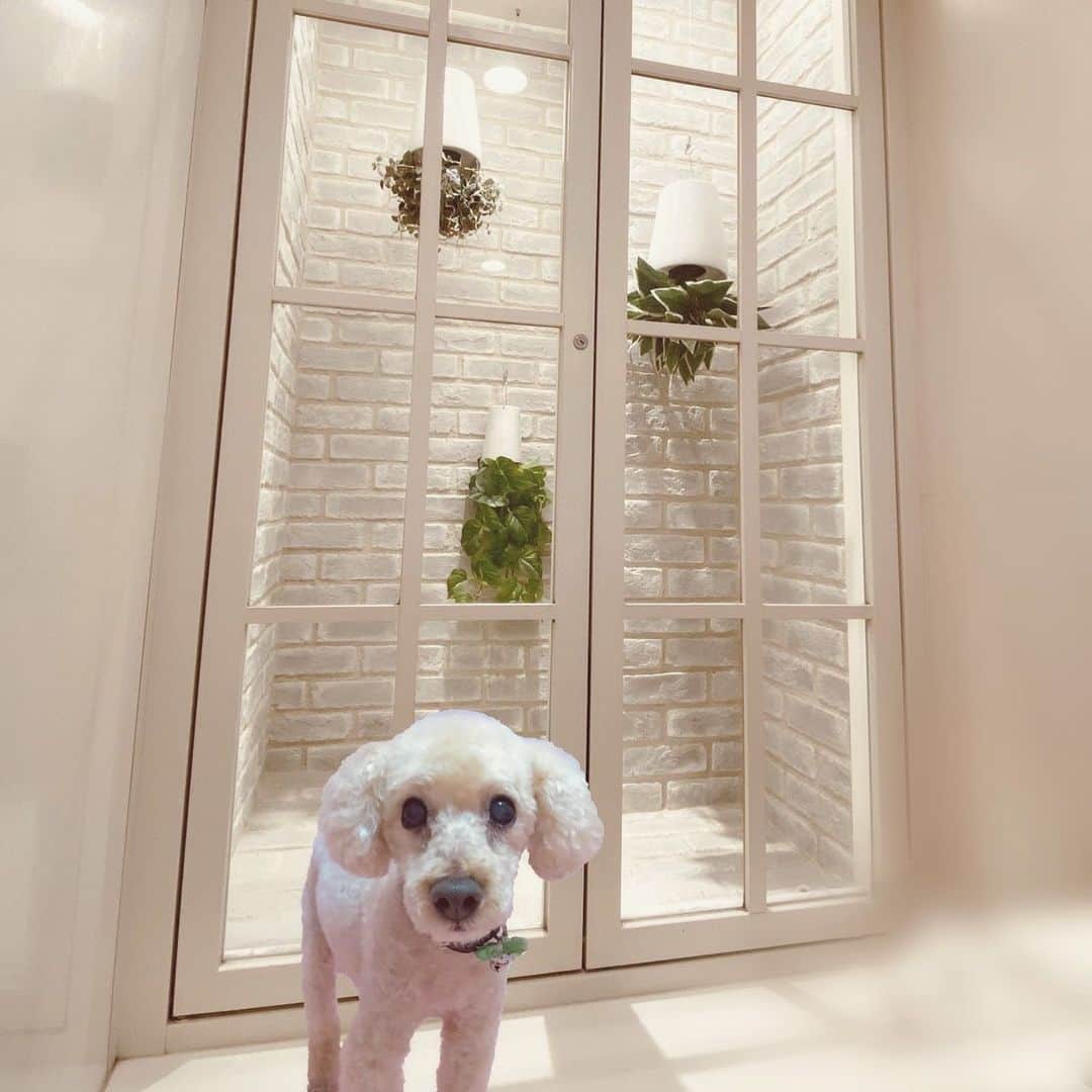 Erenaさんのインスタグラム写真 - (ErenaInstagram)「🌿🍃my Dog🍃🌿U´꒳`U ♂ 久々におじぃーちゃん載せるよ🐩 おとぼけ顔のおじぃーちゃん🐾 なんかいきなりカメラでビックリして拍子抜けしたみたいな顔になってる📸🤣 カリカリだけどまだ足腰はなんとかもっております😂w . #dog#toypoodle#pretty#beige#トイプードル#ベージュ#おじいちゃん#時々よろける#毎日老体にムチ打って頑張っております#拍子抜け#おとぼけ顔#一応カメラ目線#僕もモデル気分#この顔がおもしろすぎて載せちゃった#目がビックリしてる#笑」6月24日 10時21分 - o1.erena.1o_