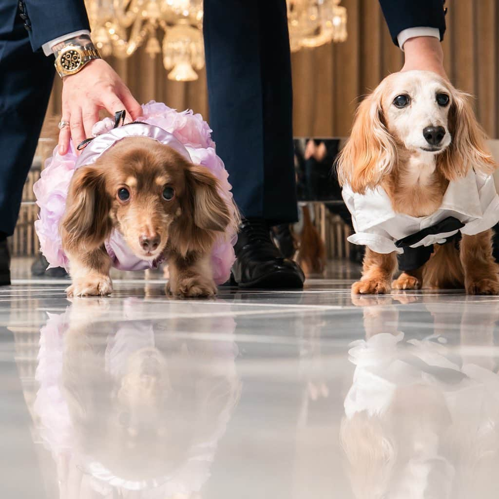 チャペル・ド・コフレさんのインスタグラム写真 - (チャペル・ド・コフレInstagram)「愛犬も一緒に結婚式✨ * おふたりのだいすきな愛犬💕 可愛いお洋服を着て結婚式に参加してくれました♪  結婚式でのリングドック💍も大人気です！ * 前撮りでペットと一緒に撮影したい！という方も是非ご相談ください✨ *  #愛犬フォト #ペット婚  #ペットと結婚式  #結婚式#チャペルドコフレ #花嫁 #大阪プレ花嫁 #少人数結婚式#家族婚 #アットホーム結婚式 #オープンキッチン #梅田結婚式場#wedding #先輩カップル#花嫁準備#先輩花嫁#関西花嫁#大阪花嫁 #関西の花嫁さんと繋がりたい #花嫁diy#diy#ドレス#洋装 #フォトウェデング#前撮り #photo#photowedding#switch梅田」6月24日 10時35分 - chapelle_de_coffret